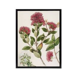 "Artery8 New Zealand Rata Flowers Illustration Featon Framed Canvas Wall Art in Beige - Size: W12"" x H16""" - thumbnail 1