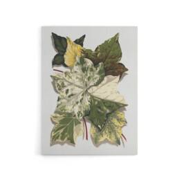 "Artery8 Various Ivy Leaves Watercolor Painting Hibberd Canvas Wall Art in Green - Size: W18"" x H24""" - thumbnail 1