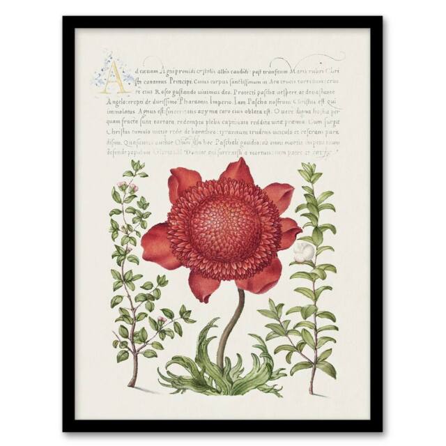 Artery8 Poppy Anemone & Myrtle Calligraphy Framed Wall Art Print in White - Size: A4 - image 1