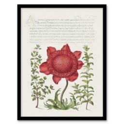 Artery8 Poppy Anemone & Myrtle Calligraphy Framed Wall Art Print in White - Size: A4 - thumbnail 1