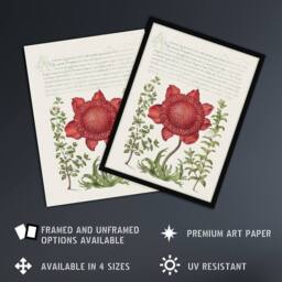Artery8 Poppy Anemone & Myrtle Calligraphy Framed Wall Art Print in White - Size: A4 - thumbnail 2