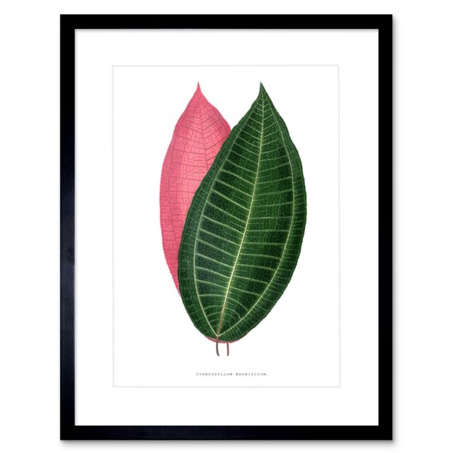 "Artery8 Wall Art Print Leaf Cyanophyllum Magnificum Art Framed 9x7 inch in Black - Size: W7"" x H9""" - image 1