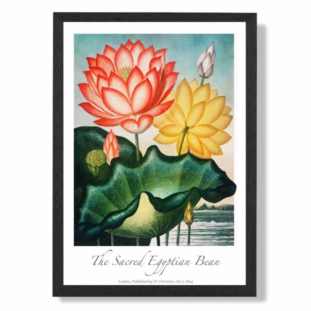 ARTZE Vintage Floral Exhibition - Egyptian Bean Flower Framed Print SIZE: A4 with Black Frame in Red - image 1