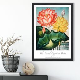 ARTZE Vintage Floral Exhibition - Egyptian Bean Flower Framed Print SIZE: A4 with Black Frame in Red - thumbnail 2