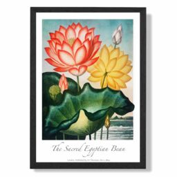 ARTZE Vintage Floral Exhibition - Egyptian Bean Flower Framed Print SIZE: A4 with Black Frame in Red