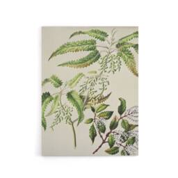 "Artery8 New Zealand Ongaonga Tree Nettle Plant Featon Canvas Wall Art Print in Beige - Size: W12"" x H16""" - thumbnail 1