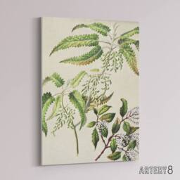 "Artery8 New Zealand Ongaonga Tree Nettle Plant Featon Canvas Wall Art Print in Beige - Size: W12"" x H16""" - thumbnail 2