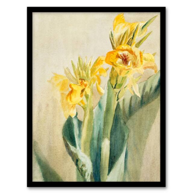Artery8 Hannah Borger Overbeck Framed Wall Art Yellow Canna Lily Flowers in Beige - Size: A4 - image 1