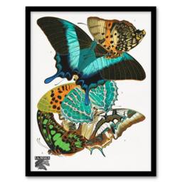Artery8 Colourful Butterflies Vintage Framed Wall Art Print Eugene Seguy - Size: A4 - thumbnail 1