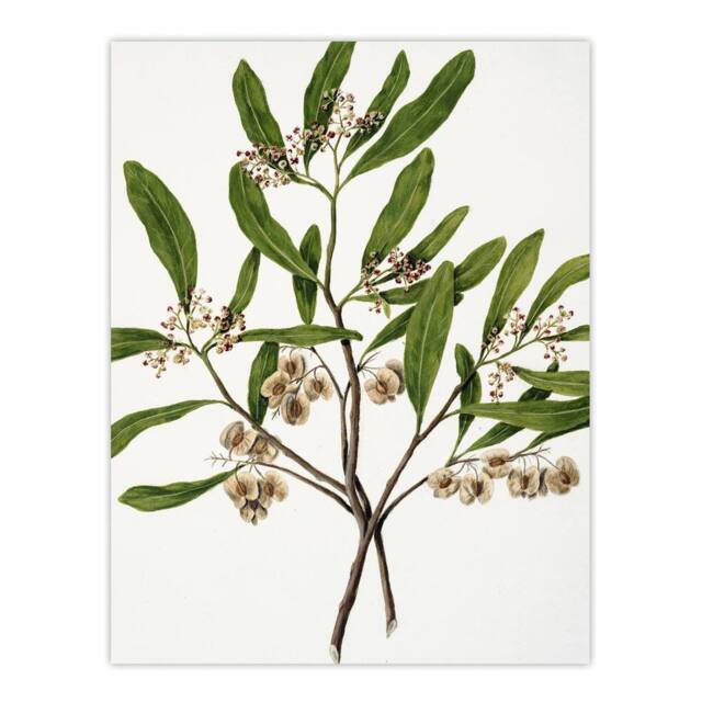 "Artery8 New Zealand Akeake Hopbush Flowering Plant Featon Wall Art Print in Beige - Size: W12"" x H16""" - image 1