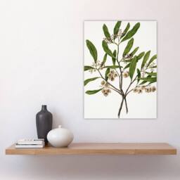 "Artery8 New Zealand Akeake Hopbush Flowering Plant Featon Wall Art Print in Beige - Size: W12"" x H16""" - thumbnail 4