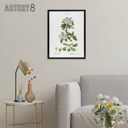 "Artery8 Almond Leaved Pear Tree Redoute Vintage Black Framed Canvas Wall Art in White - Size: W12"" x H16""" - thumbnail 3