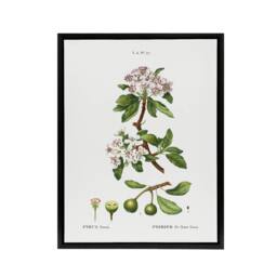 "Artery8 Almond Leaved Pear Tree Redoute Vintage Black Framed Canvas Wall Art in White - Size: W12"" x H16""" - thumbnail 1