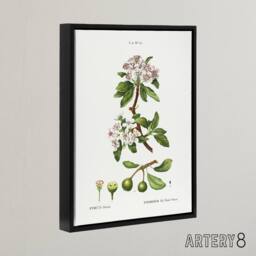 "Artery8 Almond Leaved Pear Tree Redoute Vintage Black Framed Canvas Wall Art in White - Size: W12"" x H16""" - thumbnail 2