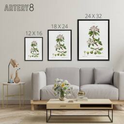 "Artery8 Almond Leaved Pear Tree Redoute Vintage Black Framed Canvas Wall Art in White - Size: W12"" x H16""" - thumbnail 4