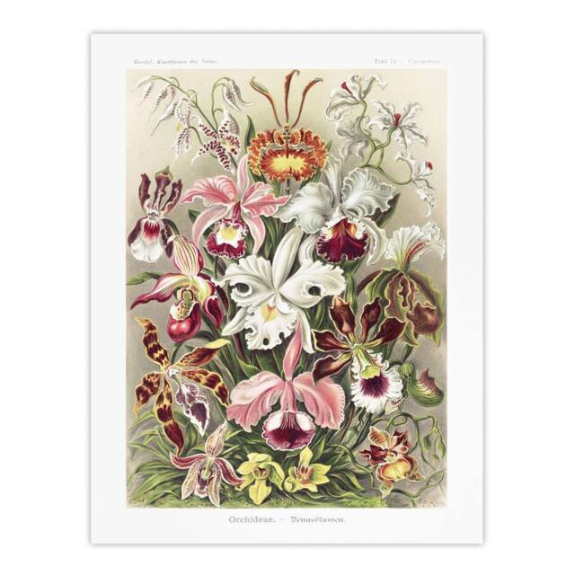 "Artery8 Orchid Flower Colourful Varieties Haeckel Wall Art Print Poster - Size: W18"" x H24""" - image 1