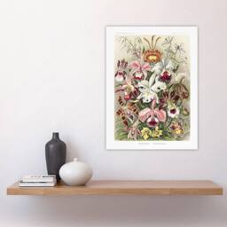 "Artery8 Orchid Flower Colourful Varieties Haeckel Wall Art Print Poster - Size: W18"" x H24""" - thumbnail 4