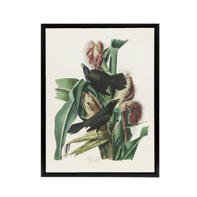"Artery8 Purple Grackle Crow Blackbird Audubon Nature Black Framed Canvas Art in White - Size: W12"" x H16""" - image 1