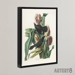 "Artery8 Purple Grackle Crow Blackbird Audubon Nature Black Framed Canvas Art in White - Size: W12"" x H16""" - thumbnail 2