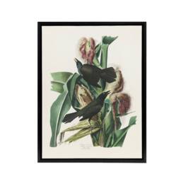 "Artery8 Purple Grackle Crow Blackbird Audubon Nature Black Framed Canvas Art in White - Size: W12"" x H16""" - thumbnail 1