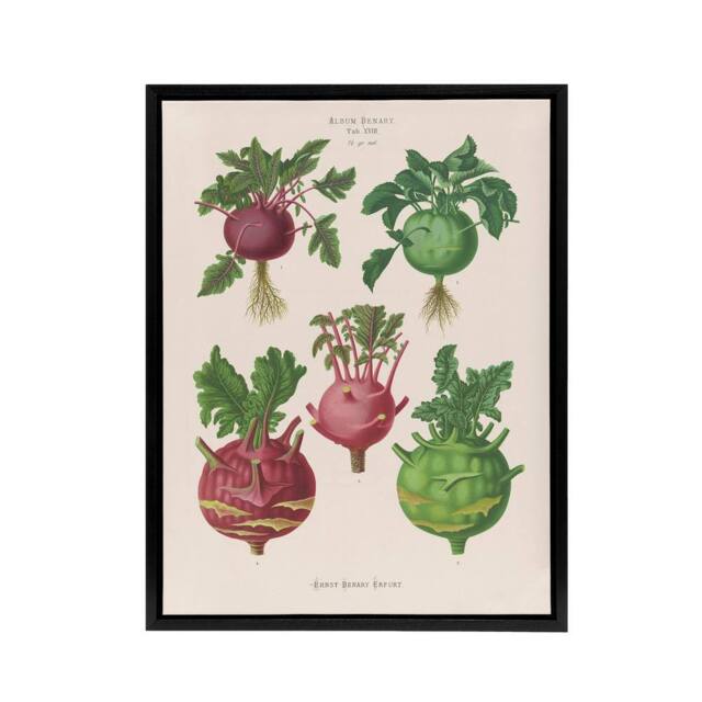 "Artery8 Kohlrabi Turnip Cabbage Ernst Benary Framed Canvas Wall Art Print in White - Size: W12"" x H16""" - image 1