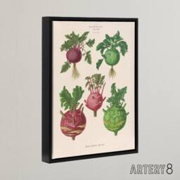 "Artery8 Kohlrabi Turnip Cabbage Ernst Benary Framed Canvas Wall Art Print in White - Size: W12"" x H16""" - thumbnail 2