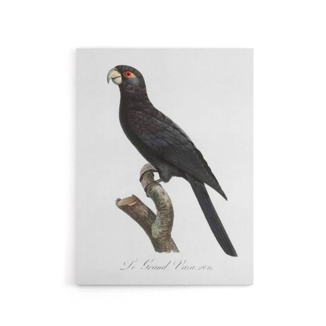 "Artery8 The Greater Vasa Parrot Francois Levaillant Canvas Wall Art Print in White - Size: W12"" x H16""" - image 1