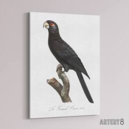 "Artery8 The Greater Vasa Parrot Francois Levaillant Canvas Wall Art Print in White - Size: W12"" x H16""" - thumbnail 2