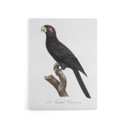 "Artery8 The Greater Vasa Parrot Francois Levaillant Canvas Wall Art Print in White - Size: W12"" x H16""" - thumbnail 1