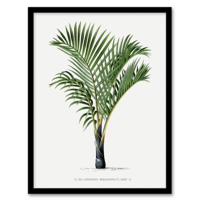 Artery8 Hyophorbe Verschaffelti Palm Tree Kerchove Framed Wall Art Print in White - Size: A4 - image 1