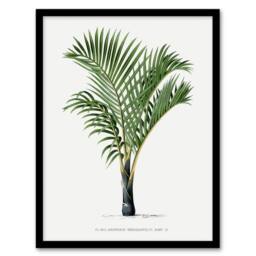 Artery8 Hyophorbe Verschaffelti Palm Tree Kerchove Framed Wall Art Print in White - Size: A4 - thumbnail 1