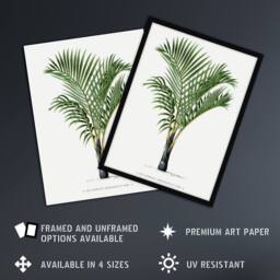 Artery8 Hyophorbe Verschaffelti Palm Tree Kerchove Framed Wall Art Print in White - Size: A4 - thumbnail 2