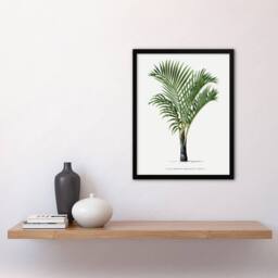 Artery8 Hyophorbe Verschaffelti Palm Tree Kerchove Framed Wall Art Print in White - Size: A4 - thumbnail 4