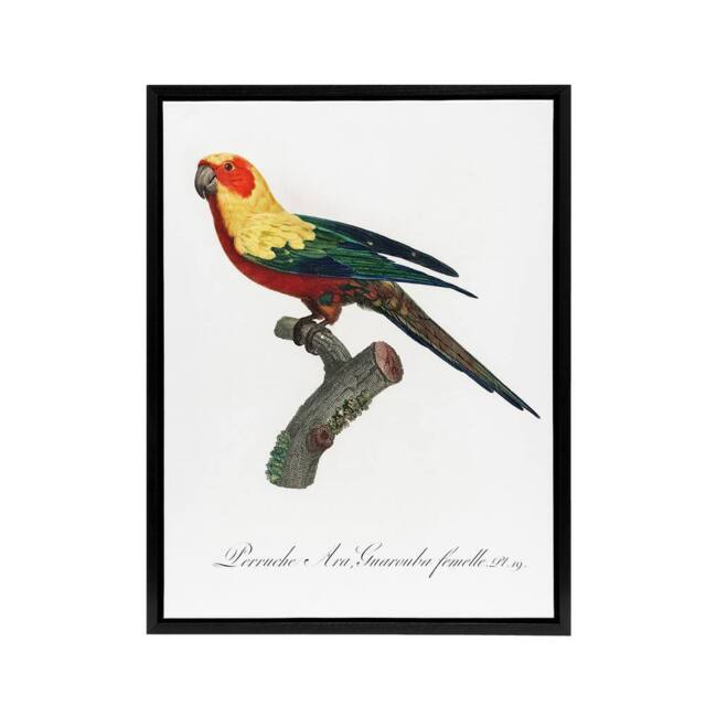 "Artery8 The Sun Parakeet Parrot Francois Levaillant Framed Canvas Wall Art in White - Size: W12"" x H16""" - image 1