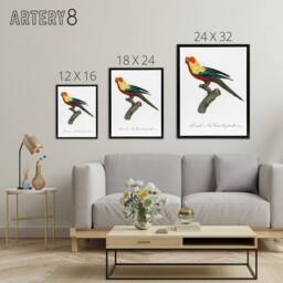 "Artery8 The Sun Parakeet Parrot Francois Levaillant Framed Canvas Wall Art in White - Size: W12"" x H16""" - thumbnail 4