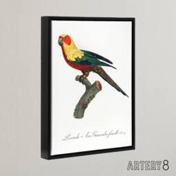 "Artery8 The Sun Parakeet Parrot Francois Levaillant Framed Canvas Wall Art in White - Size: W12"" x H16""" - thumbnail 2