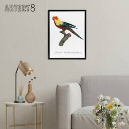 "Artery8 The Sun Parakeet Parrot Francois Levaillant Framed Canvas Wall Art in White - Size: W12"" x H16""" - thumbnail 3