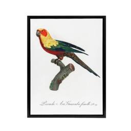 "Artery8 The Sun Parakeet Parrot Francois Levaillant Framed Canvas Wall Art in White - Size: W12"" x H16""" - thumbnail 1
