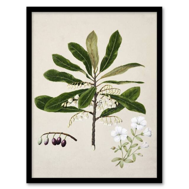 Artery8 New Zealand Rauhuia & Hinau Flowers Featon Framed Wall Art Print in Beige - Size: A4 - image 1