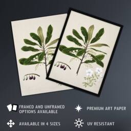 Artery8 New Zealand Rauhuia & Hinau Flowers Featon Framed Wall Art Print in Beige - Size: A4 - thumbnail 2