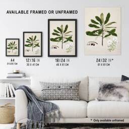 Artery8 New Zealand Rauhuia & Hinau Flowers Featon Framed Wall Art Print in Beige - Size: A4 - thumbnail 3