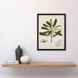 Artery8 New Zealand Rauhuia & Hinau Flowers Featon Framed Wall Art Print in Beige - Size: A4 - thumbnail 4