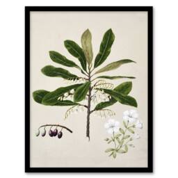 Artery8 New Zealand Rauhuia & Hinau Flowers Featon Framed Wall Art Print in Beige - Size: A4 - thumbnail 1