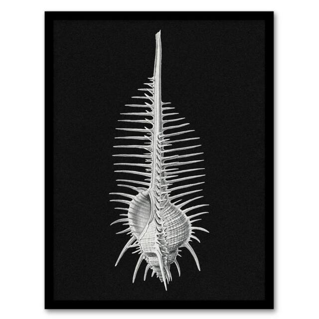 Artery8 Sea Shell Sketch on Black Haeckel Botanical Framed Wall Art Print - Size: A4 - image 1