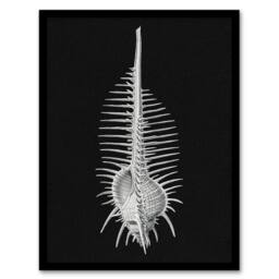 Artery8 Sea Shell Sketch on Black Haeckel Botanical Framed Wall Art Print - Size: A4 - thumbnail 1