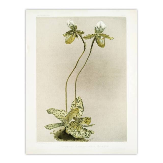 "Artery8 F Sander Cypripedium Lawrenceanum Hyeanum Orchid Wall Art Print - Size: W12"" x H16""" - image 1