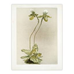 "Artery8 F Sander Cypripedium Lawrenceanum Hyeanum Orchid Wall Art Print - Size: W12"" x H16""" - thumbnail 1