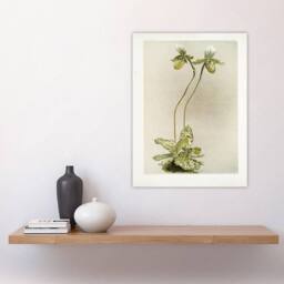 "Artery8 F Sander Cypripedium Lawrenceanum Hyeanum Orchid Wall Art Print - Size: W12"" x H16""" - thumbnail 4