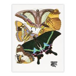 Artery8 Eugene Seguy Framed Wall Art Bright Vintage Butterflies Papillons - Size: A4 - thumbnail 3