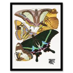 Artery8 Eugene Seguy Framed Wall Art Bright Vintage Butterflies Papillons - Size: A4 - thumbnail 1